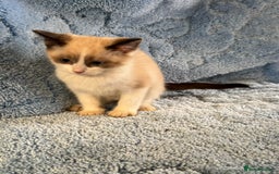 Ragdoll cats for sale: Ragdoll kittens  - Image 11