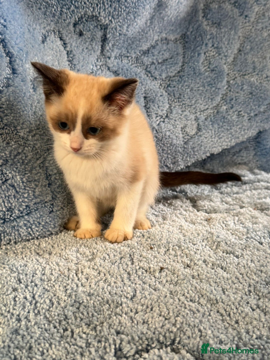 Ragdoll cats for sale: Ragdoll kittens  - Image 11