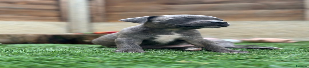 Staffordshire Bull Terrier Puppy 5