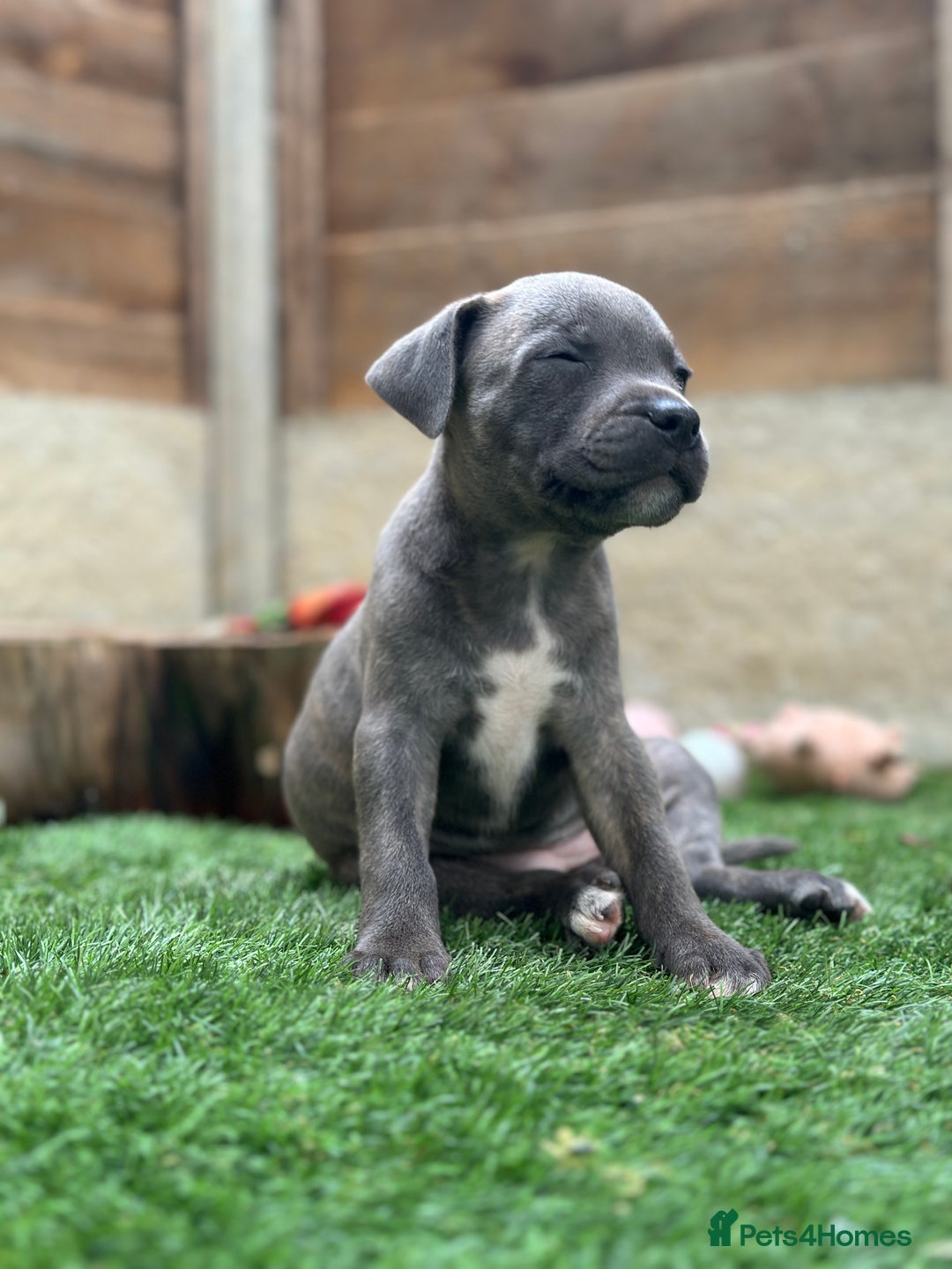 Staffordshire Bull Terrier dogs for sale: Quality Staffordshire Bull Terriers  - Image 23