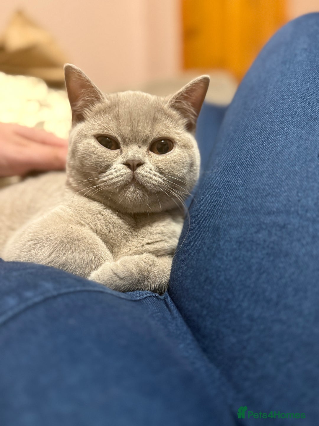 British Shorthair cats for sale: Lilac bsh female  - Image 10