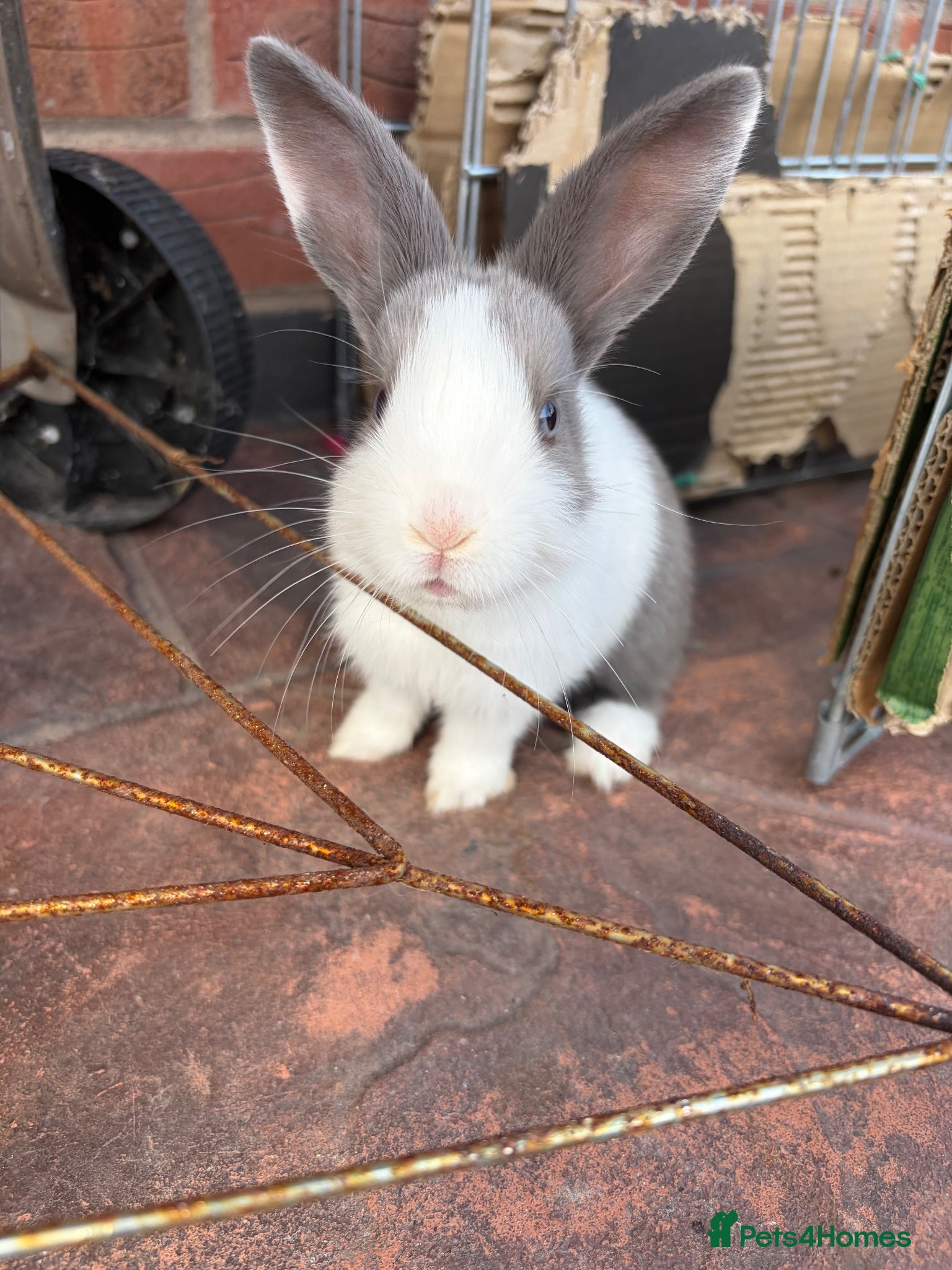 Mixed Breed rabbits 6 cute bunnies for sale - Advert 1