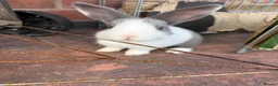 Mixed Breed rabbits for sale: 6 cute bunnies for sale - Advert 1