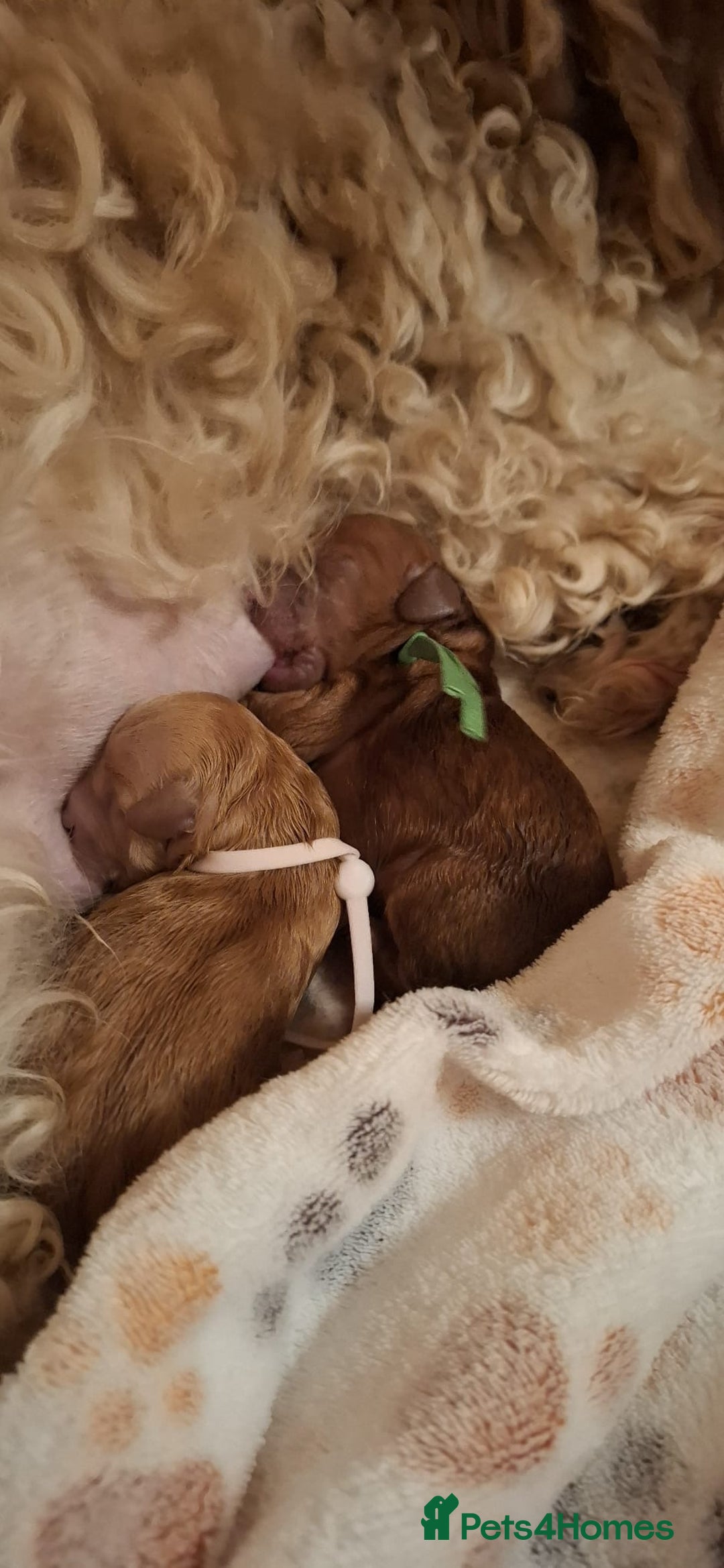 Miniature Poodle dogs for stud: Red KC registered miniature poodle - Health tested in Livingston - Advert 24