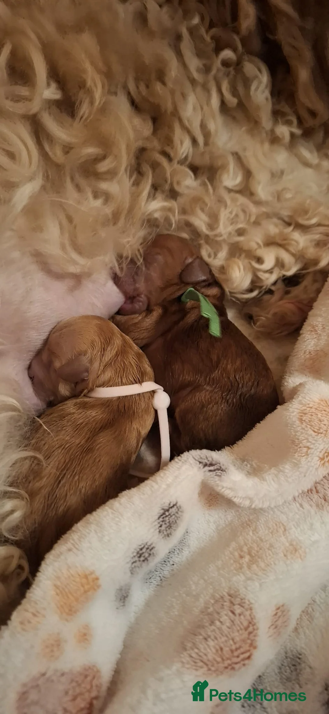 Miniature Poodle dogs for stud: Red KC registered miniature poodle - Health tested in Livingston - Advert 24