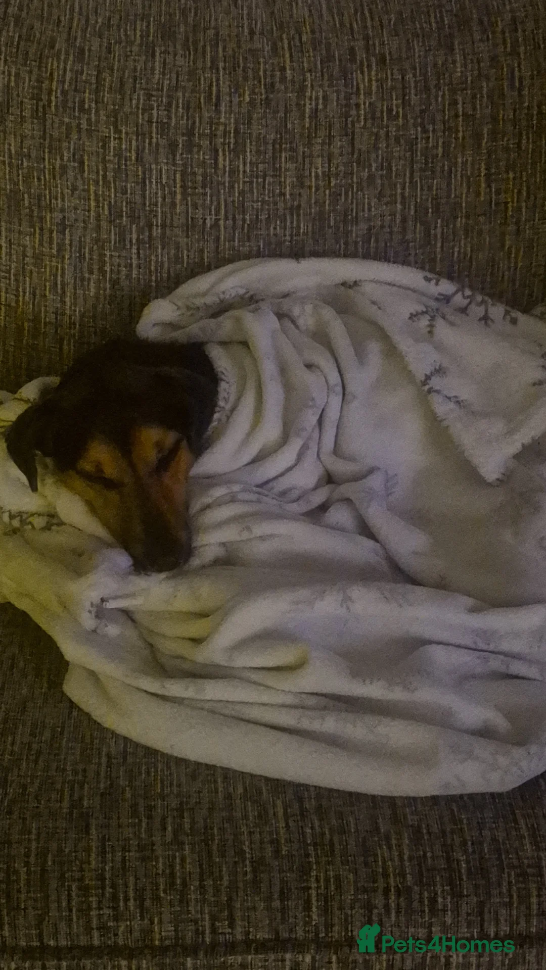 Jack Russell dogs for sale: Jack Russell Terrier Needs PET FREE Home - Advert 6