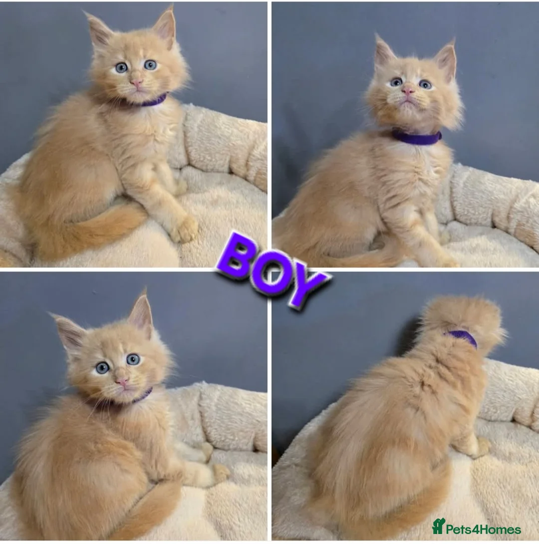 Maine Coon cats for sale: Last Girl -  Pure breed Maine Coon Kittens  - Advert 19
