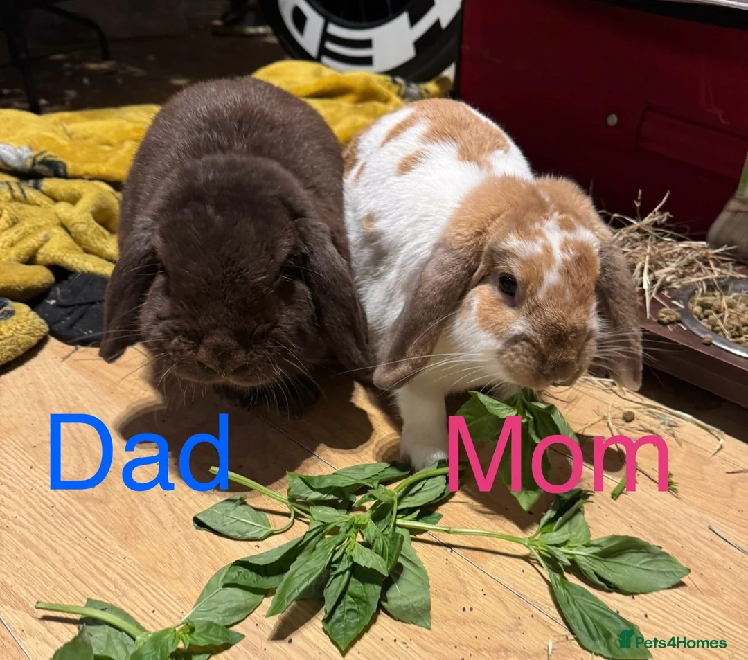 Mini Lop rabbits for sale: Beautiful Mini Lop Bunnies - Mixed Colors - Advert 15