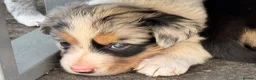 Border Collie dogs for sale: Gorgeous Collie Pups Mum ISDS Registered - Advert 10