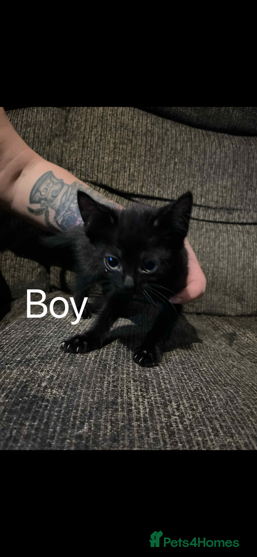 Mixed Breed cats for sale: Kittens  - Image 3