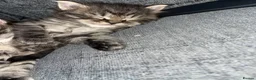 Maine Coon cats for sale: 3 absolutely gorgeous Maine coon X kittens - Advert 15