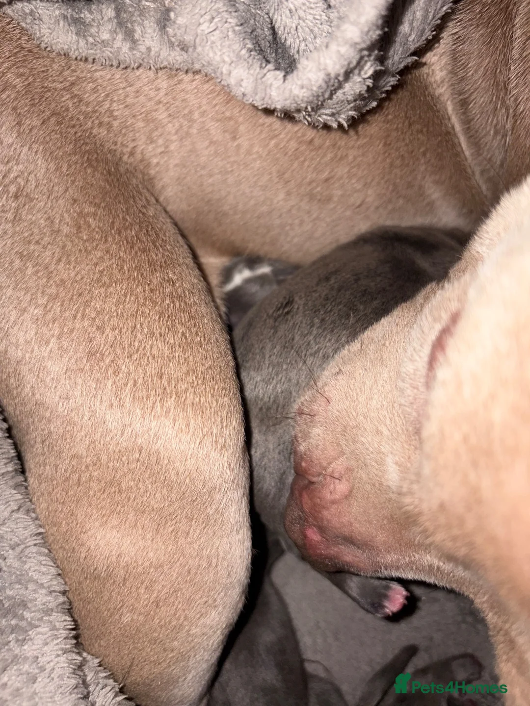 American Bully dogs for sale: Micro pocket bully pup READY! FULLY VACCINATED  - Advert 1