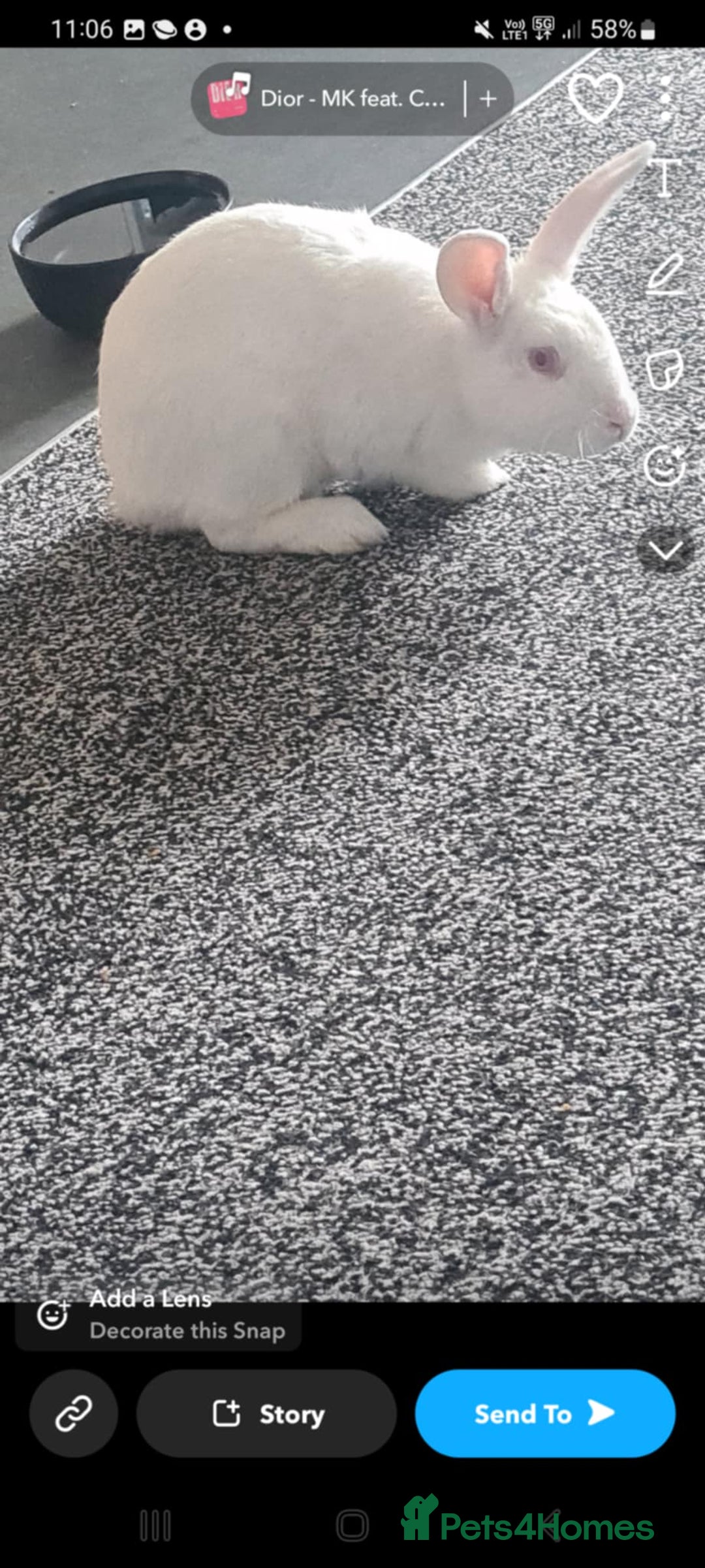 Lionhead rabbits for sale: 1 boy 1 girl rabbitt - Image 1
