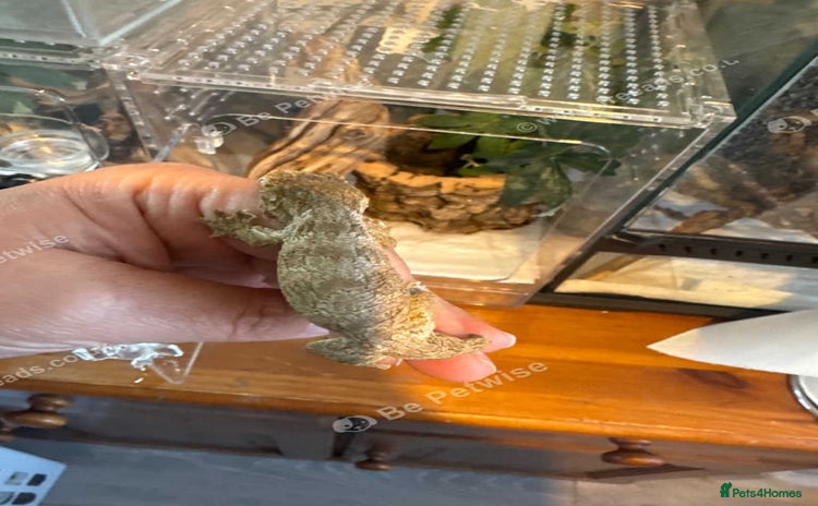 Gecko reptiles - Advert 12