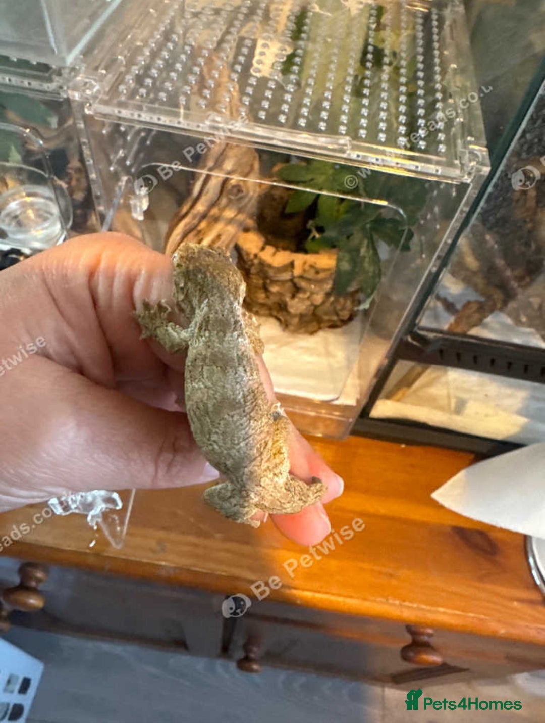 Gecko reptiles for sale: Leachianus gecko baby ready now - Image 1