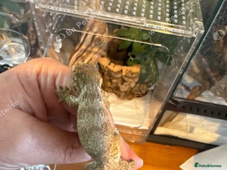 Gecko reptiles - Advert 1