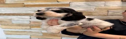 Cocker Spaniel dogs for sale: ❤️ Stunning K.C Show Cocker Spaniels ❤️ - Advert 9
