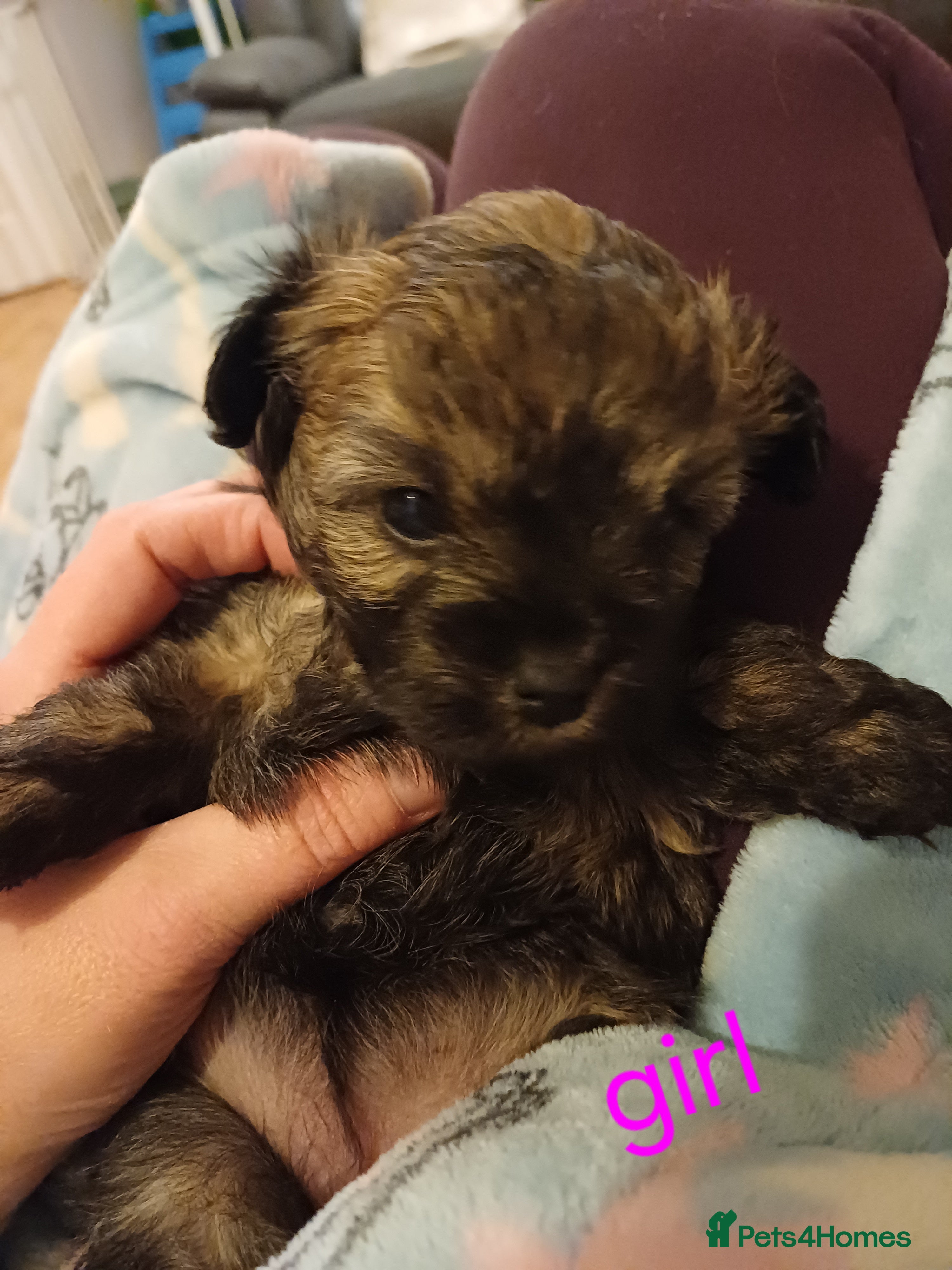 Mixed Breed dogs Ready now Asian poodle type chorkiepoo toy breed.  - Advert 14