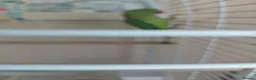 Ringnecks birds for sale: Young Indian Ringneck parakeet with cage  - Advert 5
