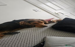 Cocker Spaniel dogs for sale: Cocker spaniel puppy  - Image 17