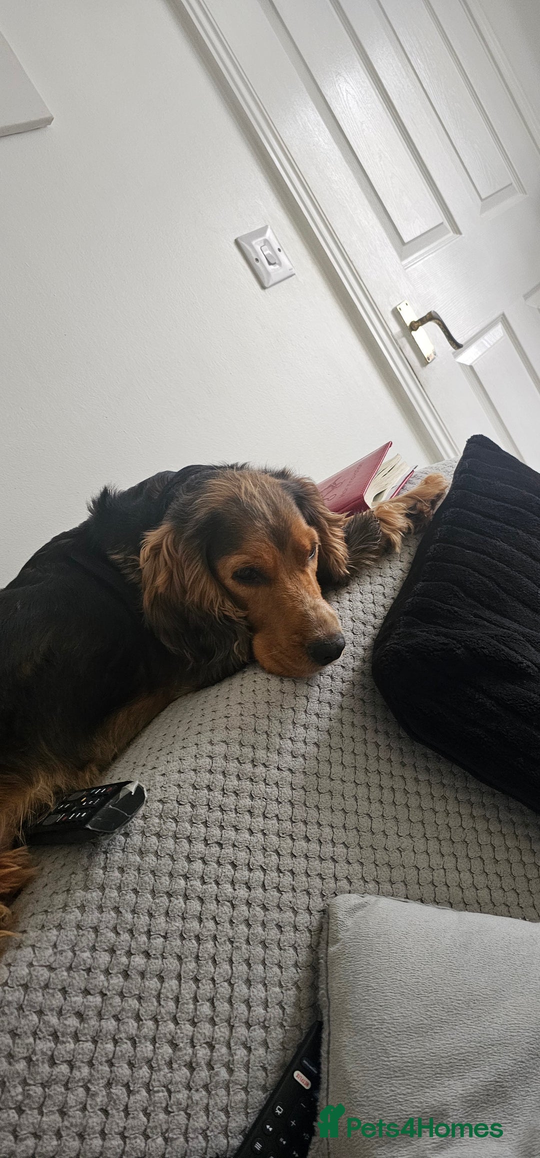 Cocker Spaniel dogs for sale: Cocker spaniel puppy  - Image 17