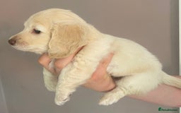 Dachshund dogs for sale: Stunning male Dachshund puppies  - Image 21
