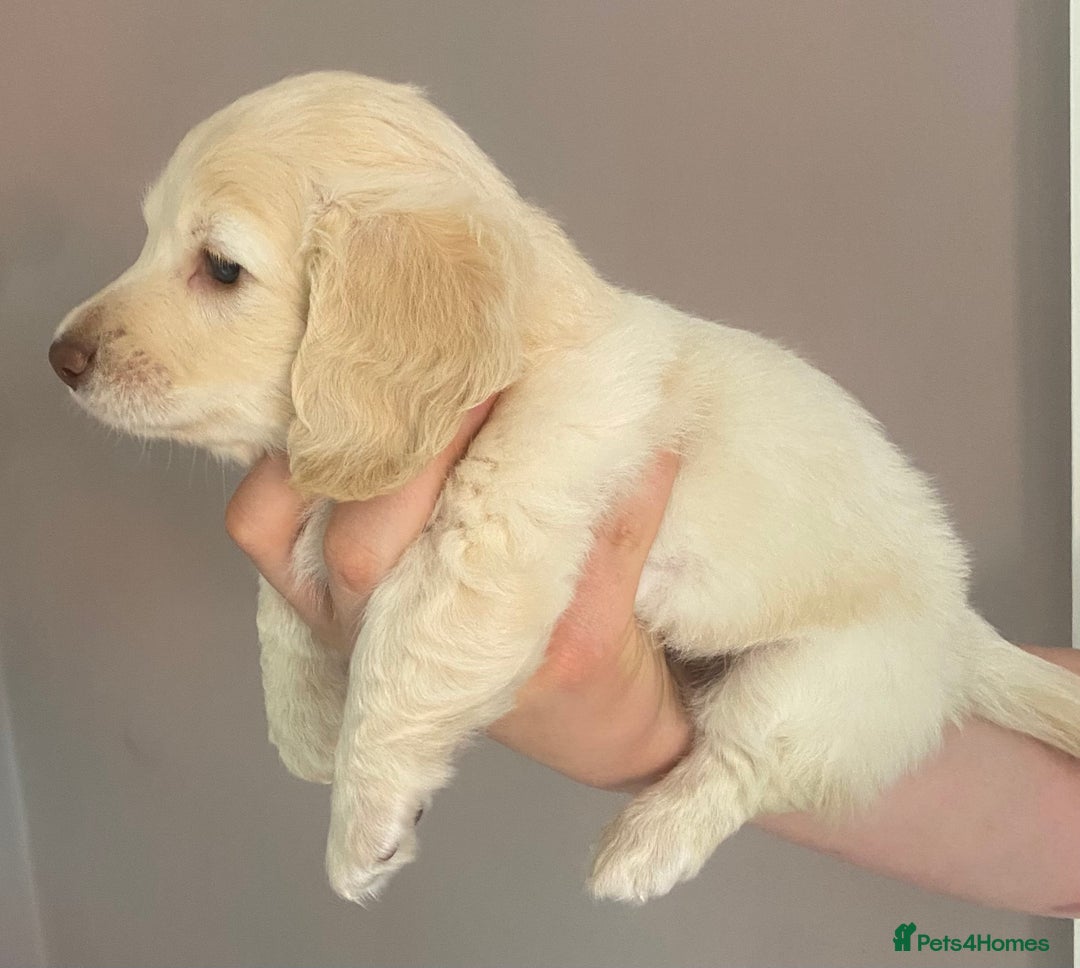 Dachshund dogs for sale: Stunning male Dachshund puppies  - Image 21