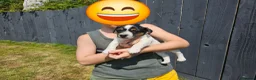 Jack Russell dogs for sale: Outstanding Jack Russell puppies - Advert 8