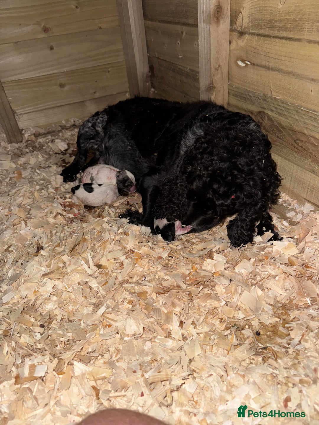 Cockapoo dogs for sale: Cockapoo puppies ready to be reserved  - Image 11