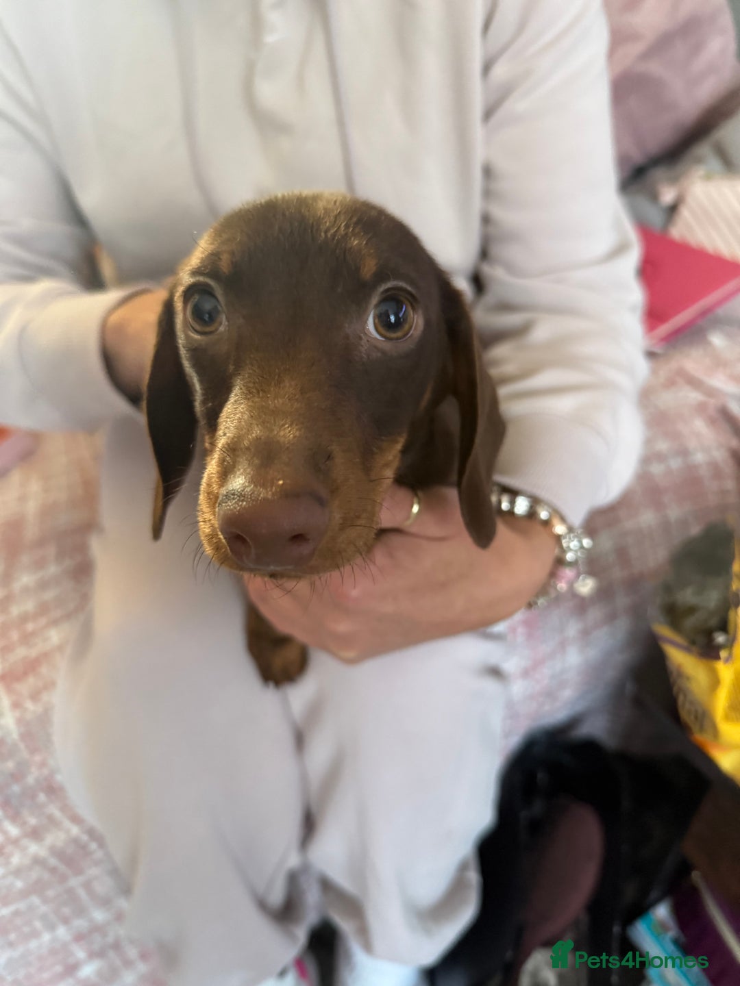 Dachshund dogs for sale: Chocolate D - Advert 6