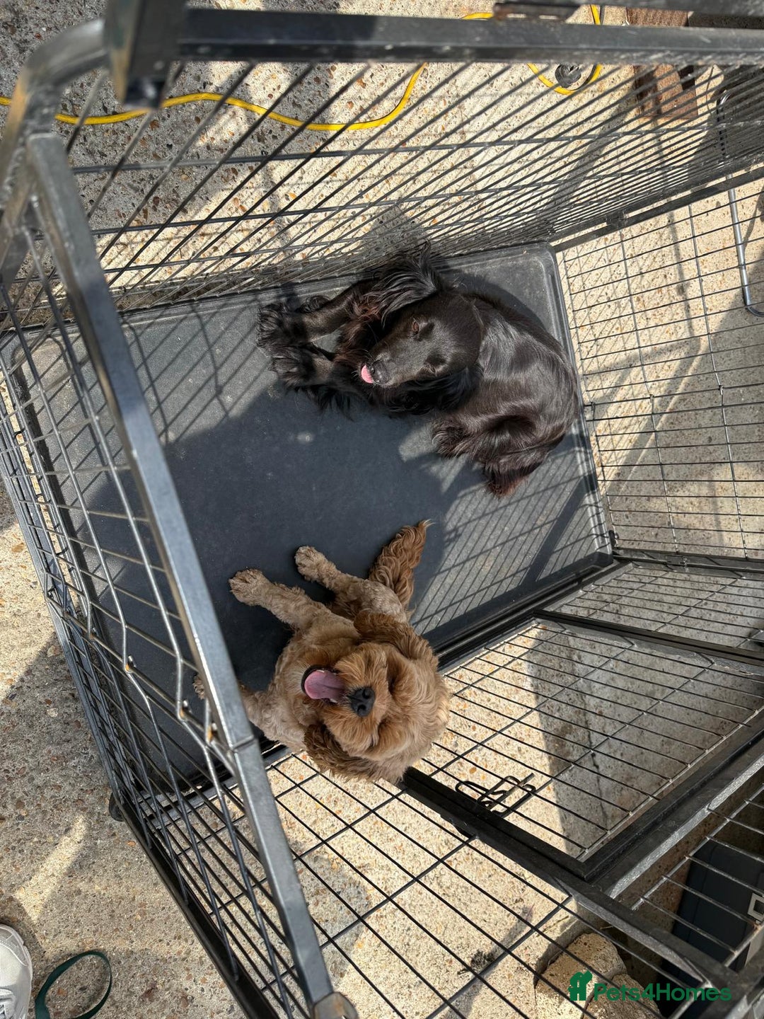 Cockapoo dogs for sale: Cockapoo puppies for sale  - Image 14