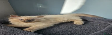 Ragdoll Kitten 1