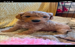 Cockapoo dogs for sale: Stunning F2 Champagne Female Cockapoo PRA CLEAR  - Image 2