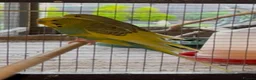 Budgerigars birds for sale: Budgies for sale  - Advert 6