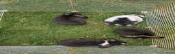 Mini Lop rabbits for sale: Mini Lops Ready Now - Advert 5