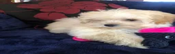 Maltipoo dogs for sale: Maltipoo puppies for sale  - Advert 7