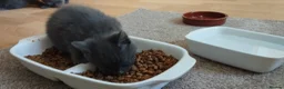 Russian Blue cats for sale: Russian Blue kittens  in Aberdeen - Advert 6