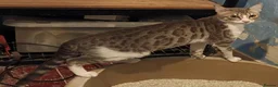 Mixed Breed cats for sale: Brown Silver Blue Red Cream X Bengal X young Cats - Advert 2