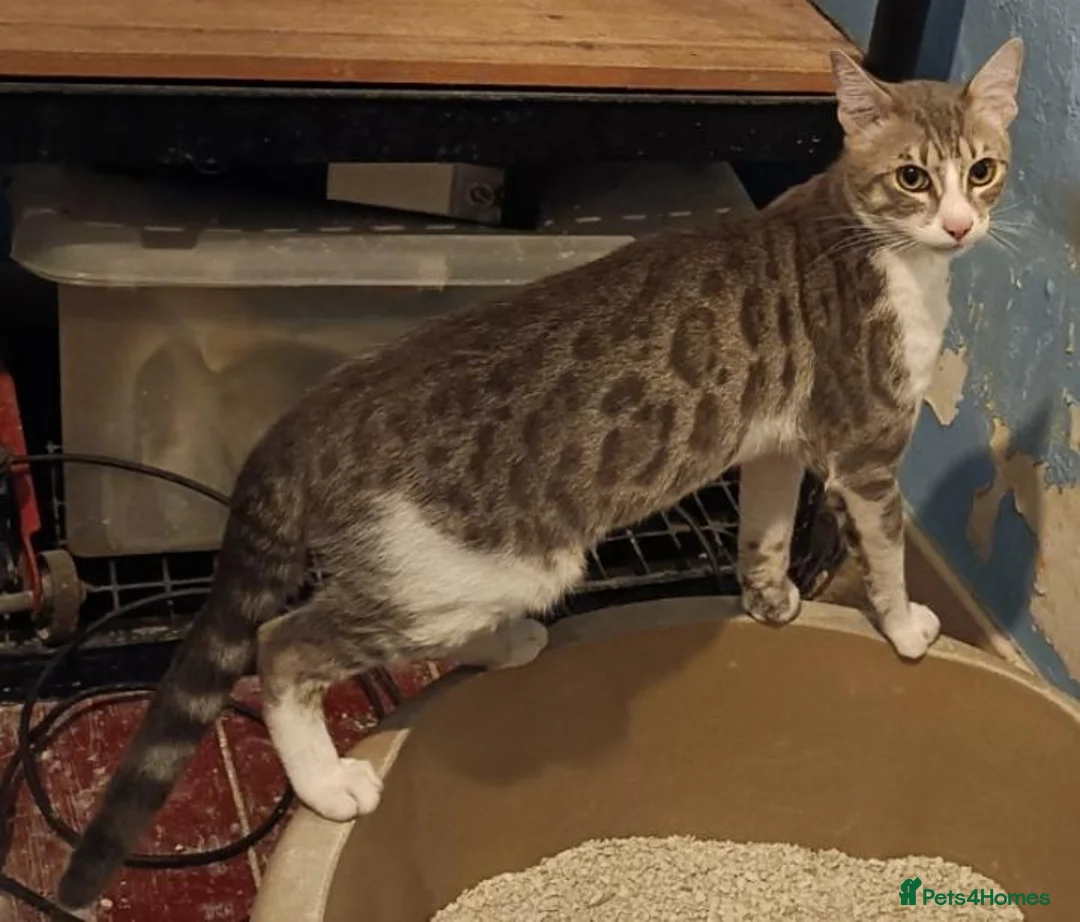 Mixed Breed cats for sale: Brown Silver Blue Red Cream X Bengal X young Cats - Advert 2