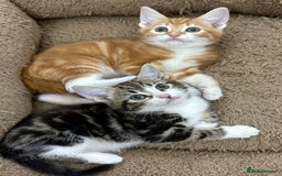 Mixed Breed cats for sale: BEAUTIFUL KITTENS - Image 1