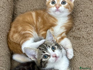 Mixed Breed cats for sale - Advert 1