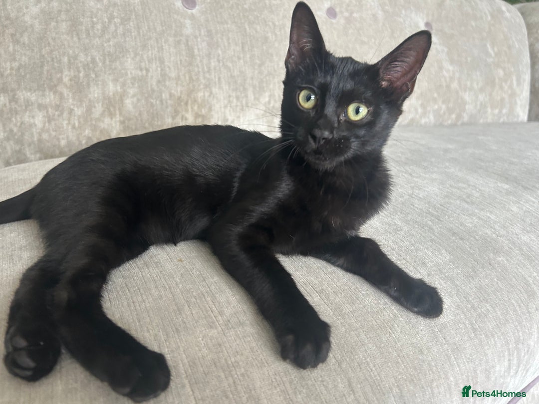 Bengal cats for sale: Two adorable Blue/Melanistic Bengal Kittens TICA  in Benfleet - Image 29