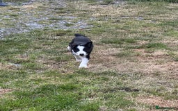 Border Collie dogs for sale: BORDER COLLIE PUPS 1 BOY LEF - Image 21