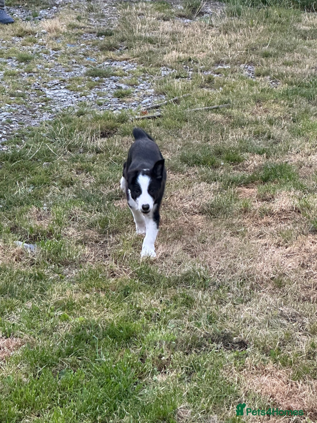 Border Collie dogs for sale: BORDER COLLIE PUPS 1 BOY LEF - Image 21