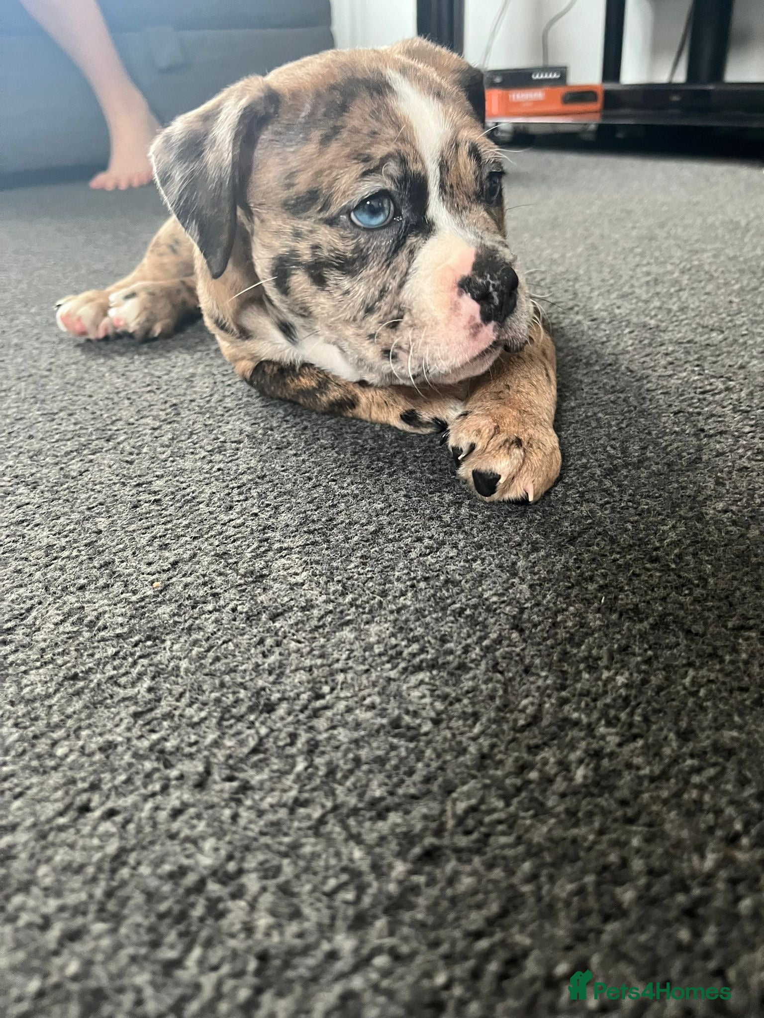 Olde English Bulldogge dogs Old English bulldog for sale  in Stanmore - Advert 6