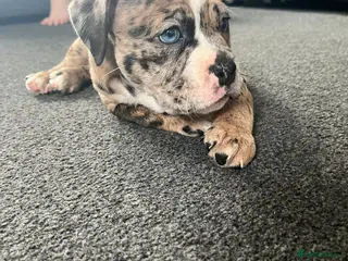 Olde English Bulldogge dogs Old English bulldog for sale in Stanmore - Advert 6