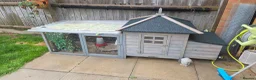 Quail poultry for sale: 4 female and 1 male quail house cage full set up in Lincoln - Advert 1