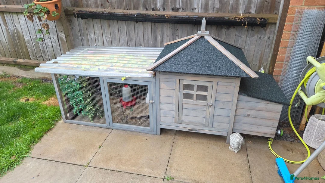 Quail poultry for sale: 4 female and 1 male quail house cage full set up in Lincoln - Advert 1