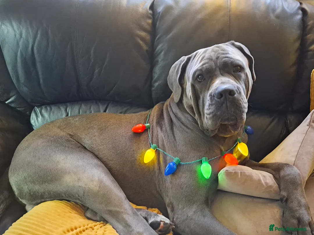 Cane Corso dogs for sale: Amazing ICCF Cane Corso Puppies - Advert 8