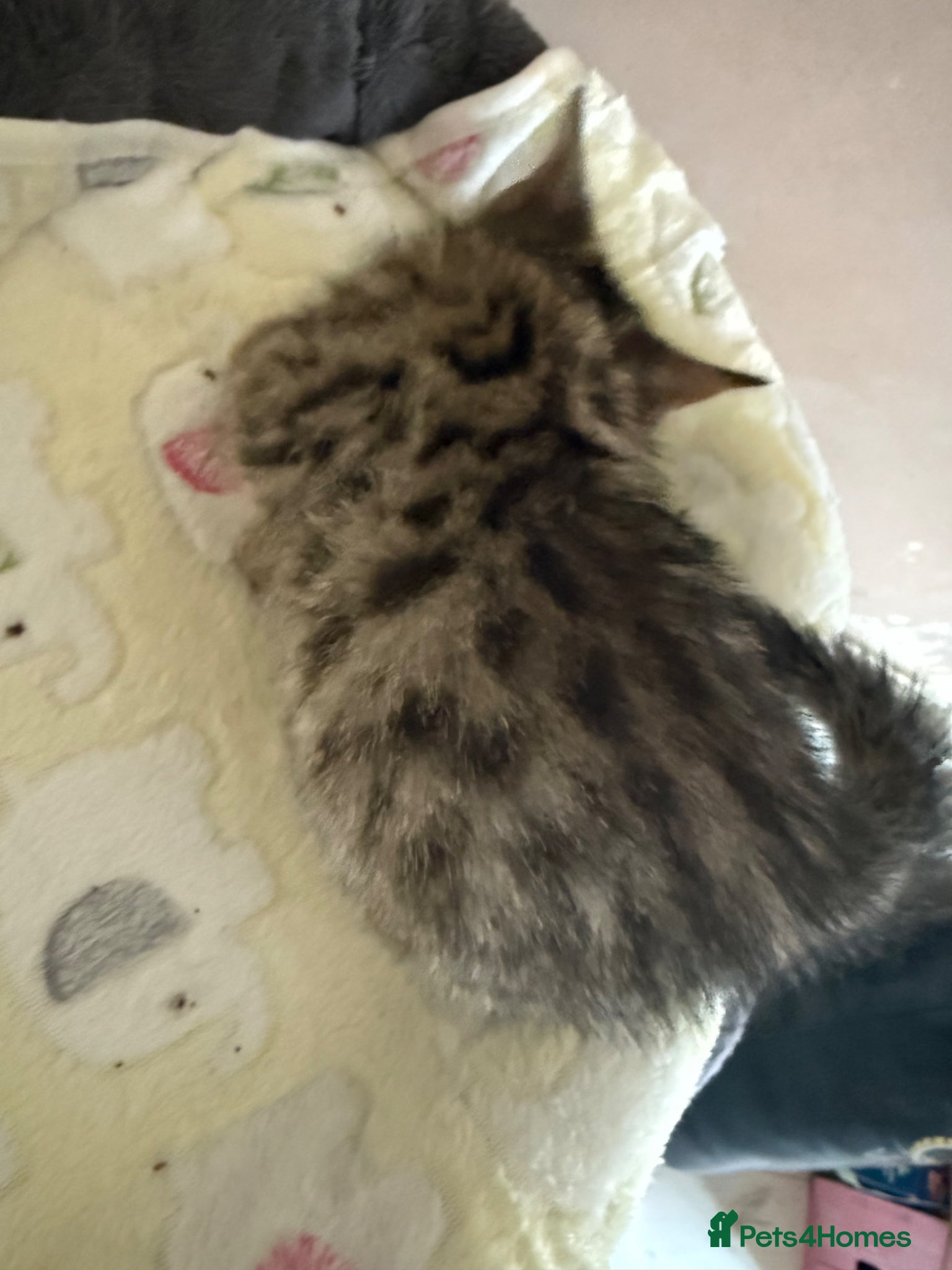 Bengal cats for sale: Cute Tabby/bengal kitty Looking for a Loving Home! - Advert 8